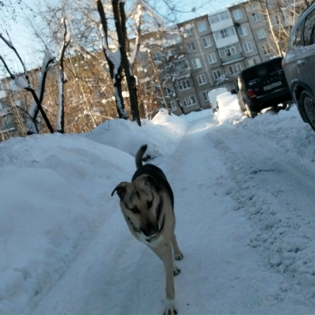Пропала собака в Фрязине — фото объявления
