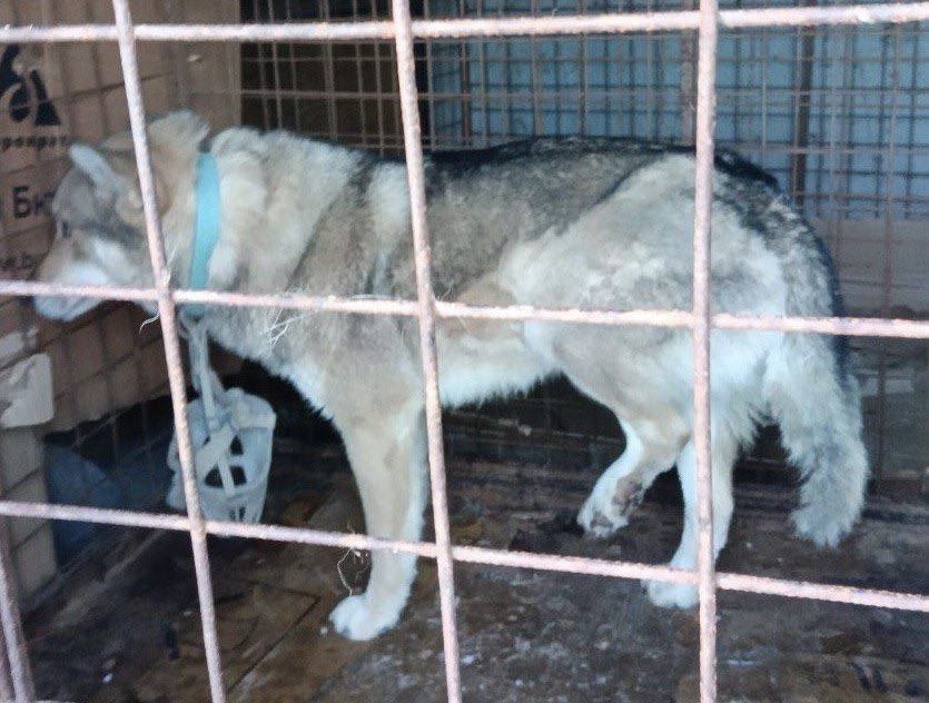 Найдена собака в Фрязине — фото объявления