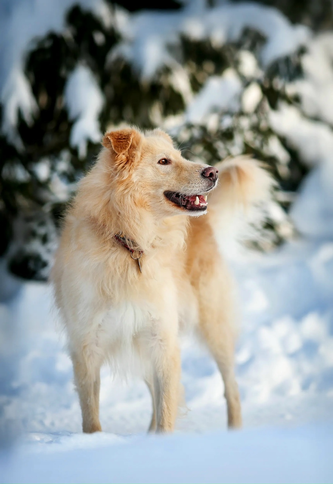 Пропала собака в Фрязине — фото объявления
