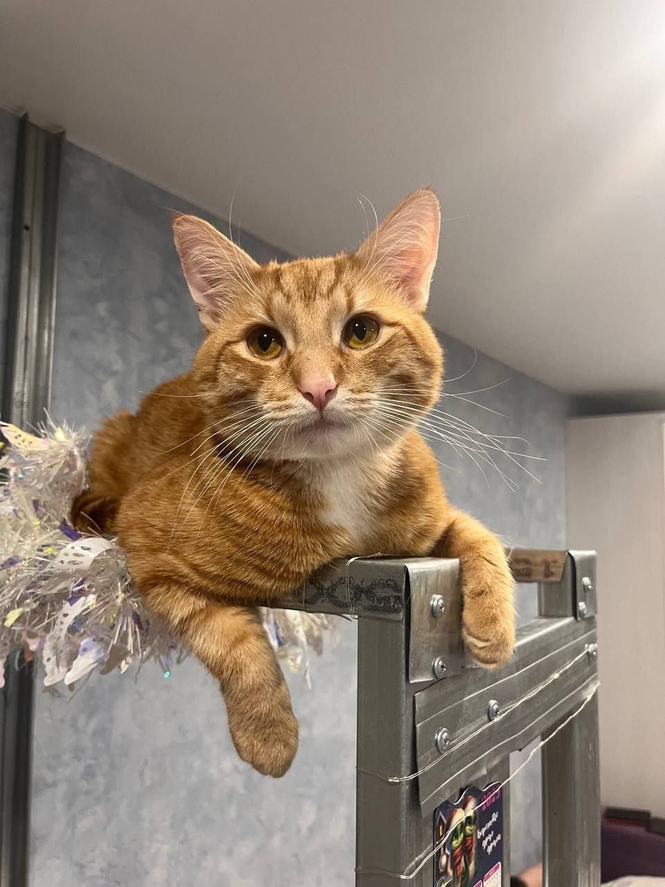 Найдена кошка в Фрязине — фото объявления