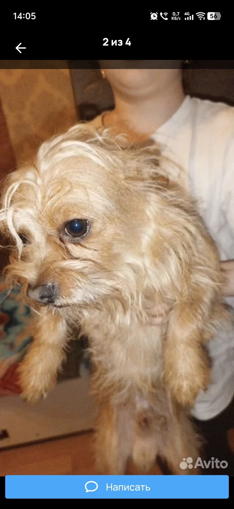Найдена собака в Фрязине — фото объявления