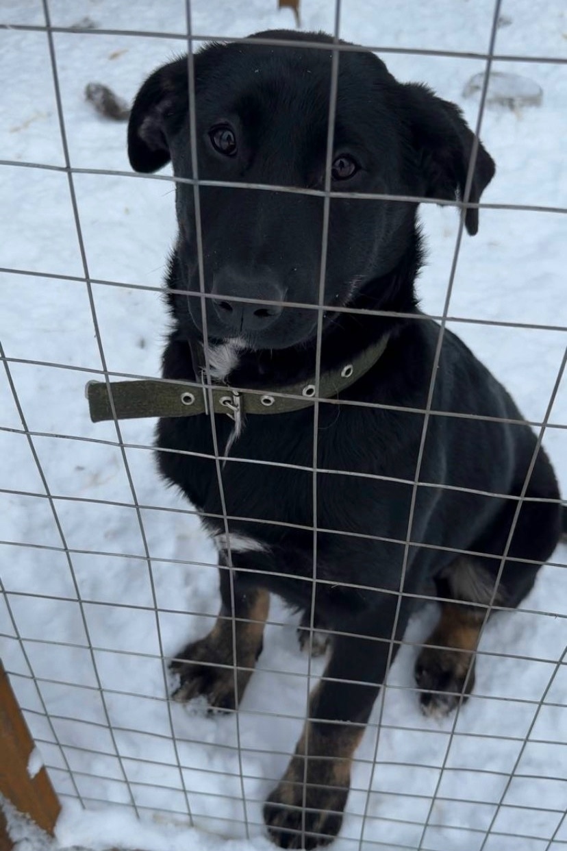 Пропала собака в Фрязине — фото объявления