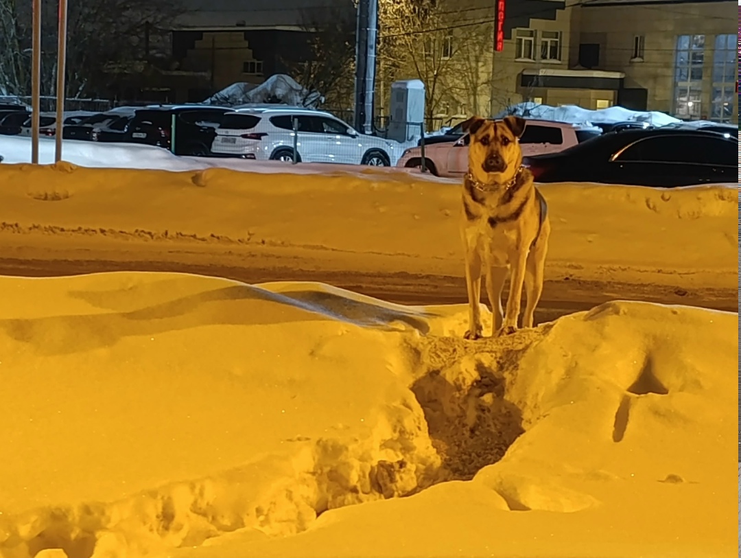 Пропала собака в Фрязине — фото объявления