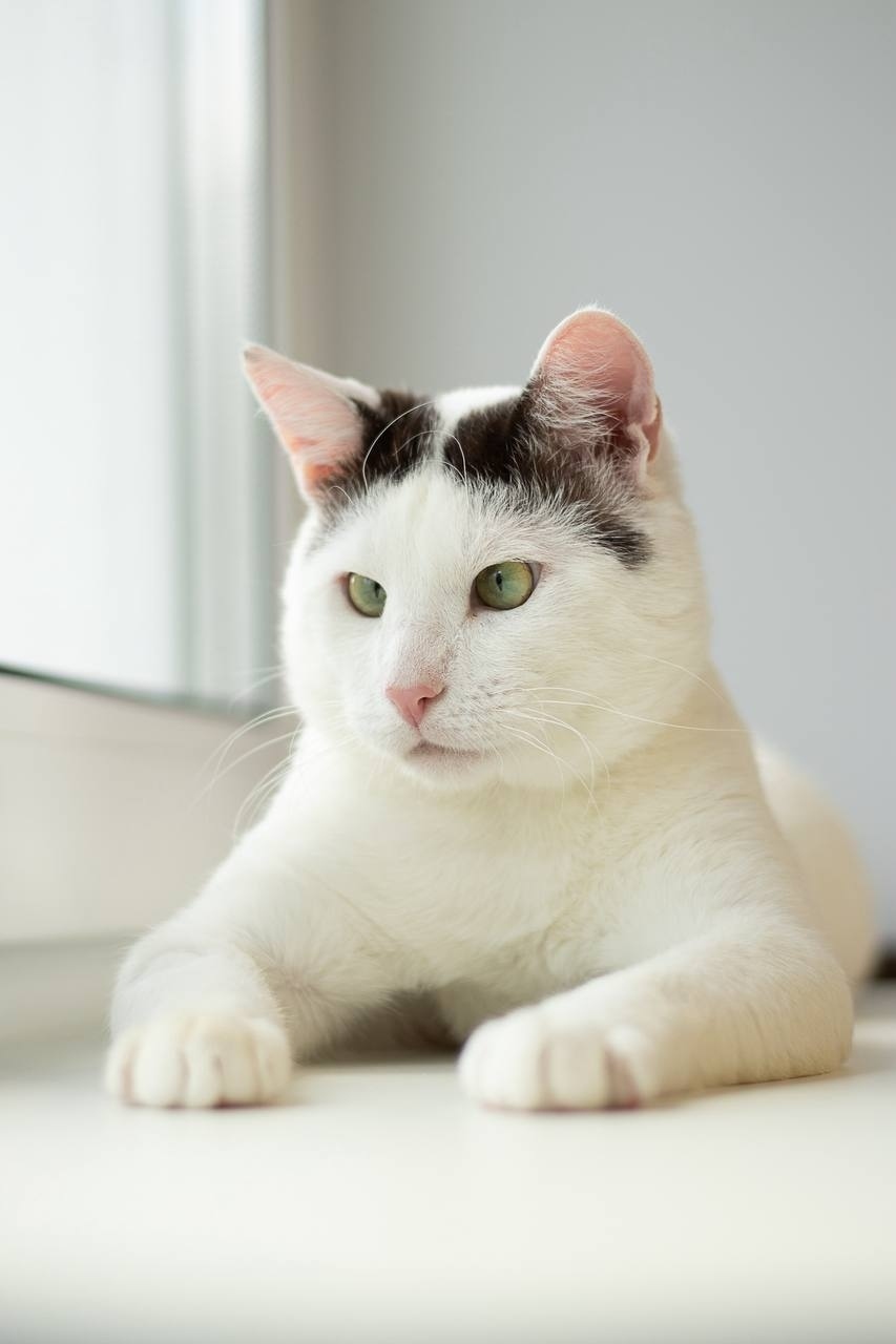 Найдена собака в Фрязине — фото объявления