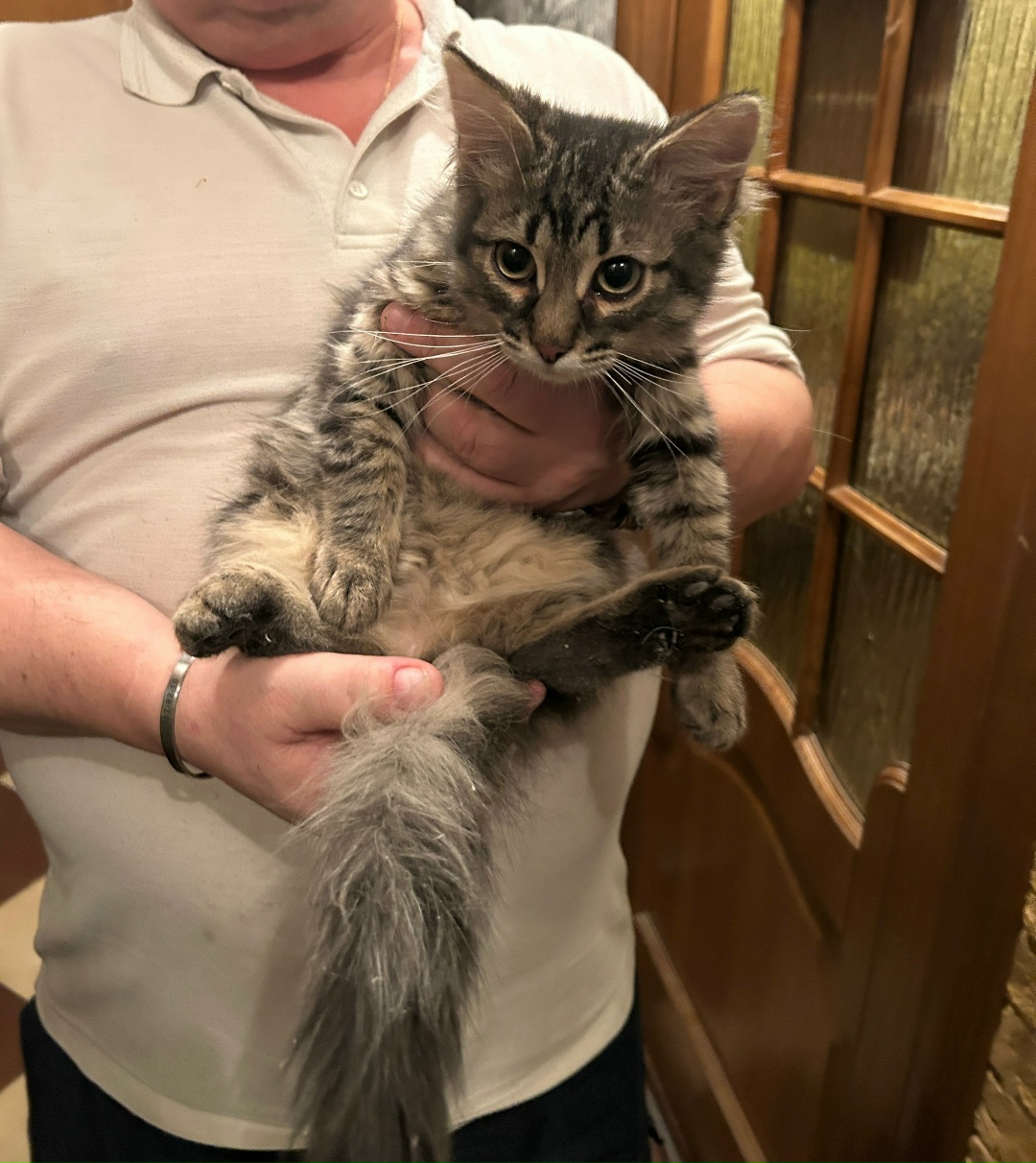 Пропала кошка в Фрязине — фото объявления