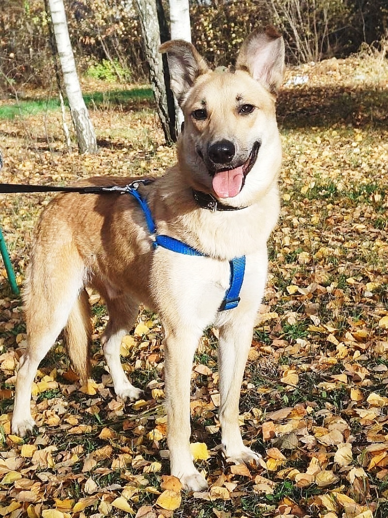 Найдена собака в Фрязине — фото объявления