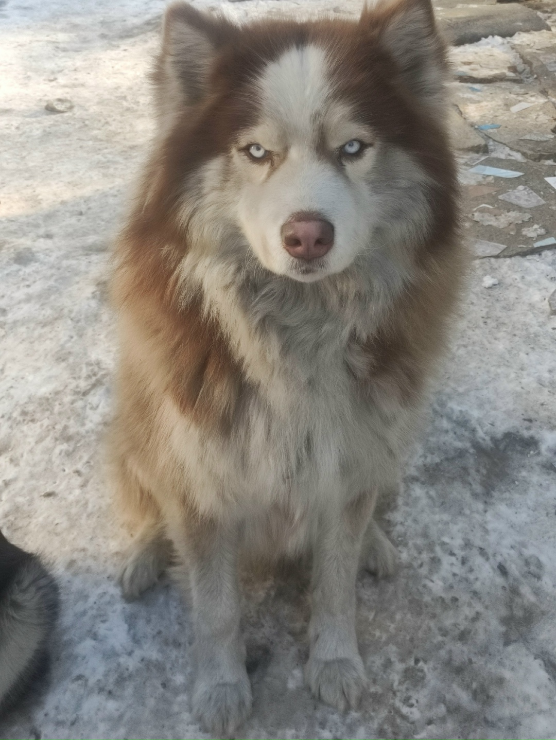 Пропала собака в Фрязине — фото объявления
