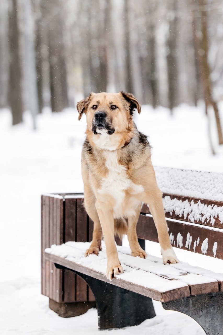 Пропала собака в Фрязине — фото объявления