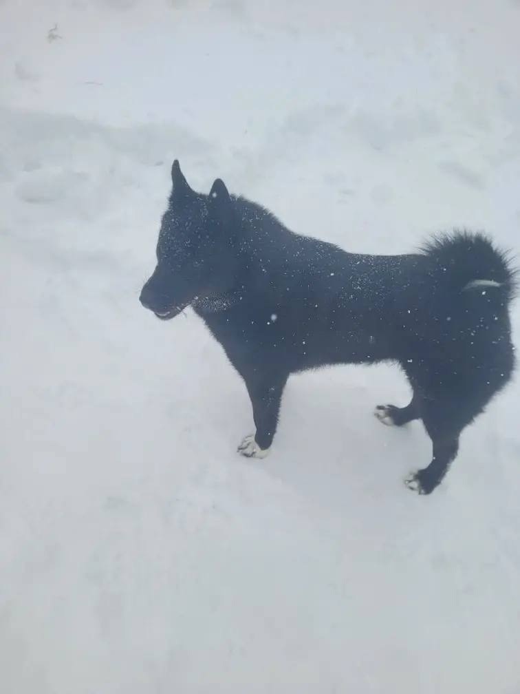 Пропала собака в Фрязине — фото объявления