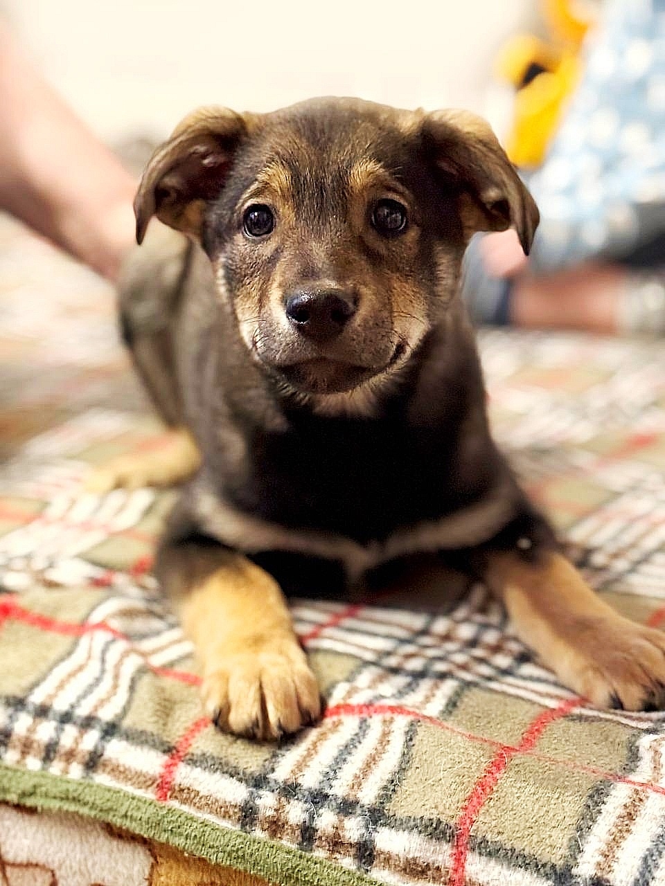 Найдена собака в Фрязине — фото объявления