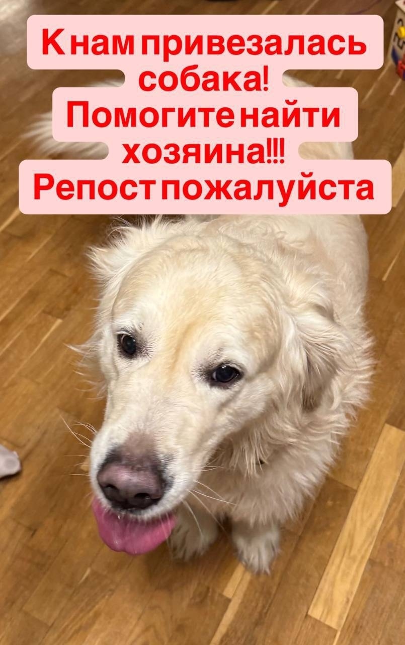 Найдена собака в Фрязине — фото объявления