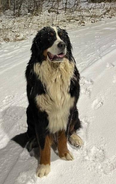 Пропала собака в Фрязине — фото объявления