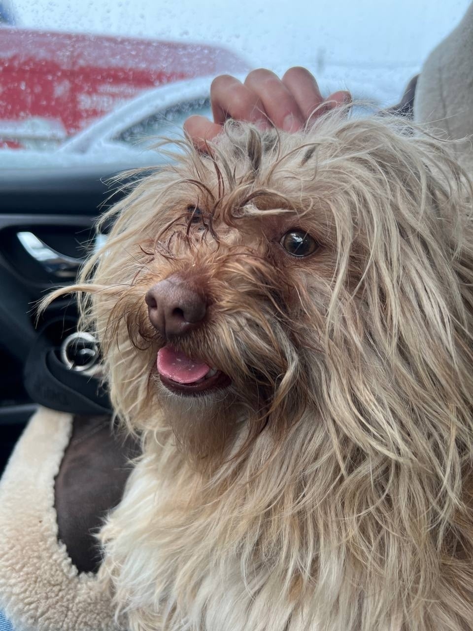 Найдена собака в Фрязине — фото объявления