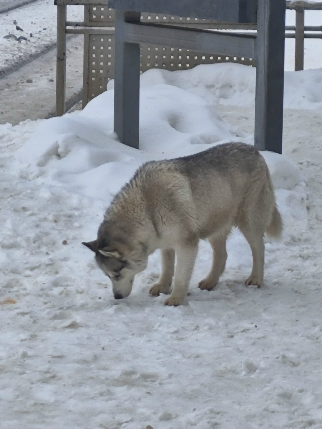 Пропала собака в Фрязине — фото объявления