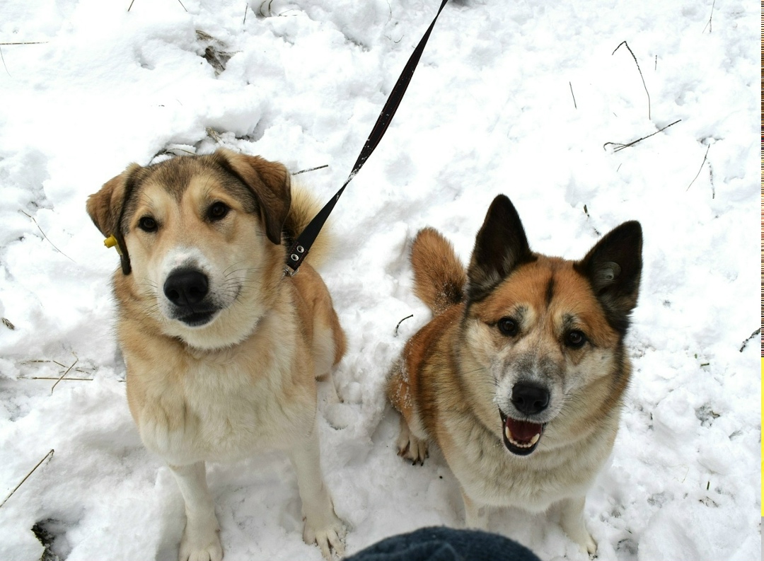 Найдена собака в Фрязине — фото объявления
