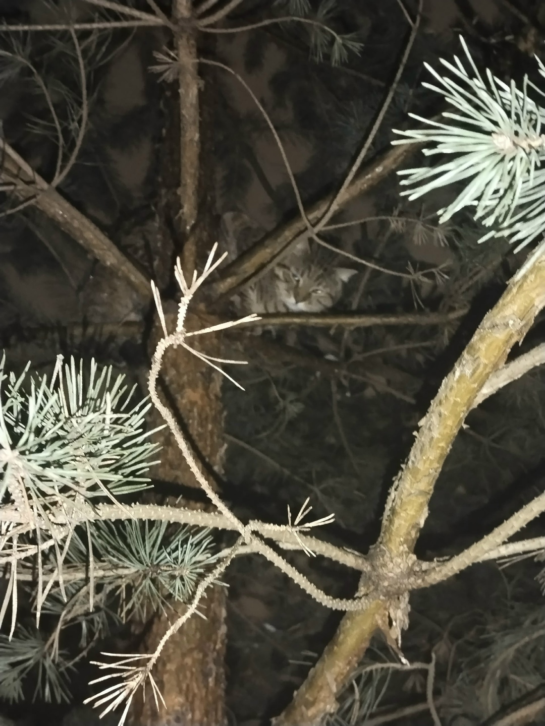 Пропала кошка в Фрязине — фото объявления