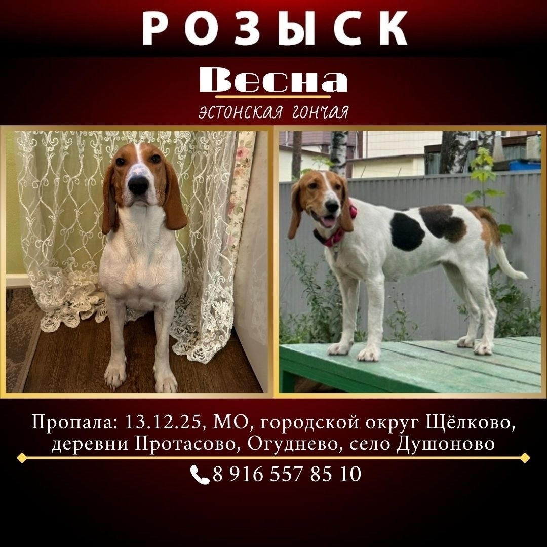 Пропала собака в Фрязине — фото объявления
