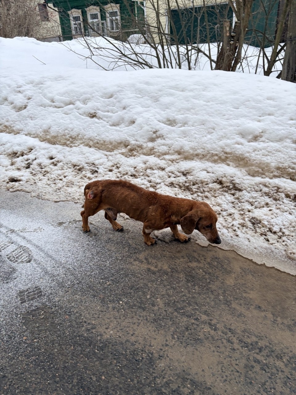Найдена собака в Фрязине — фото объявления