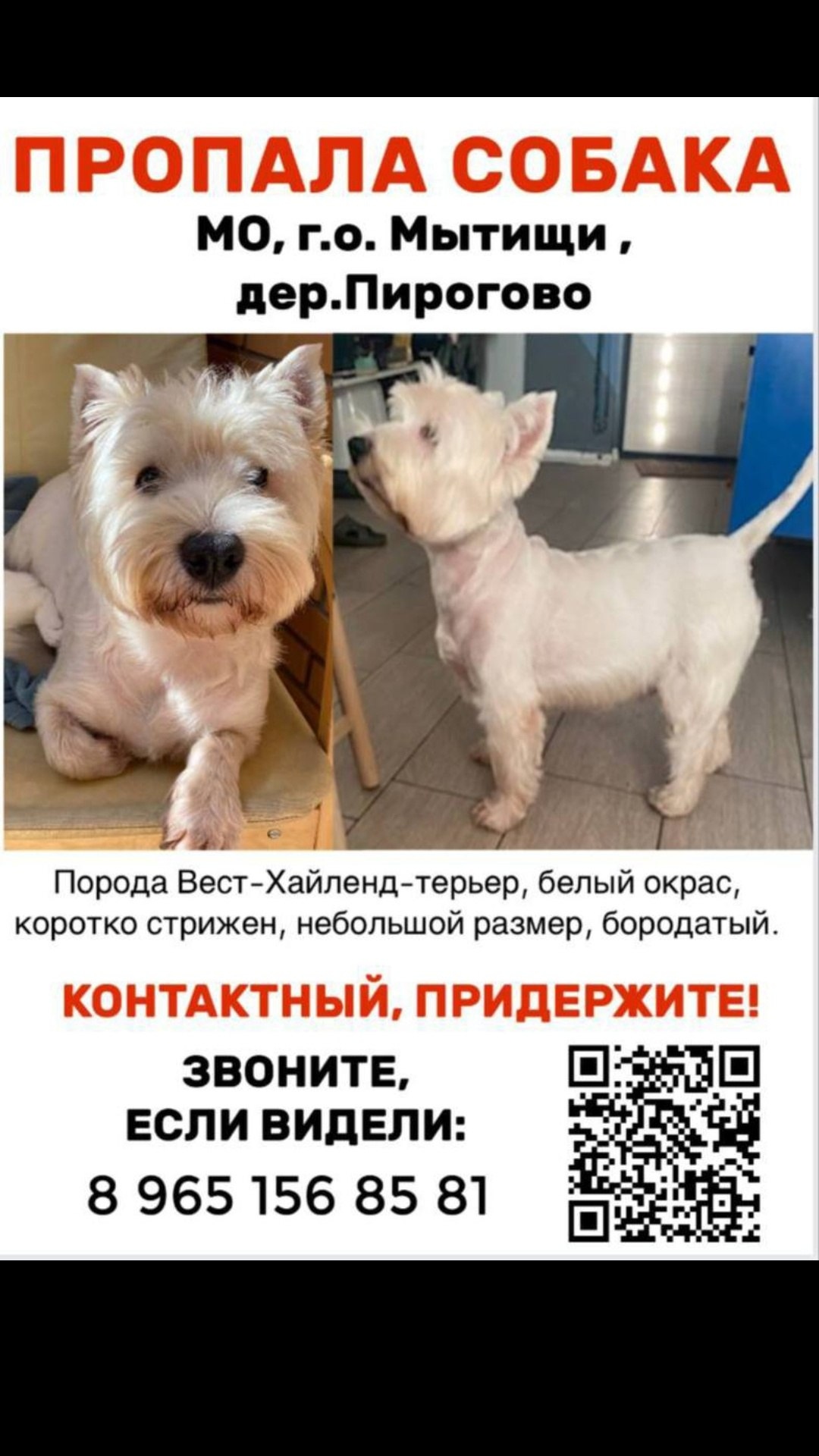 Пропала собака в Фрязине — фото объявления