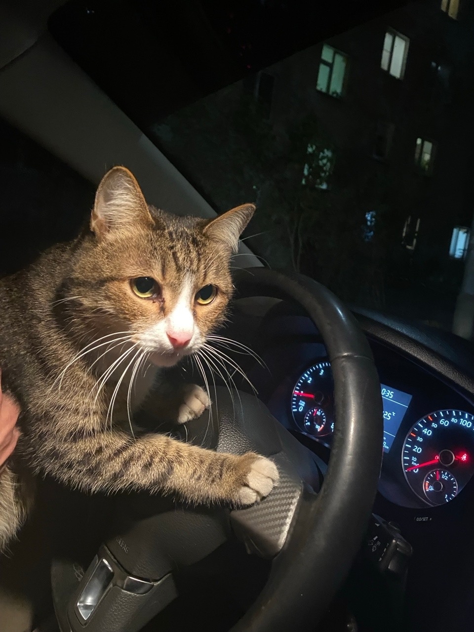 Пропала кошка в Фрязине — фото объявления