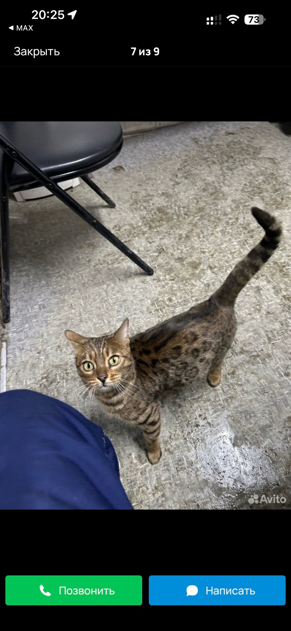 Найдена кошка в Фрязине — фото объявления