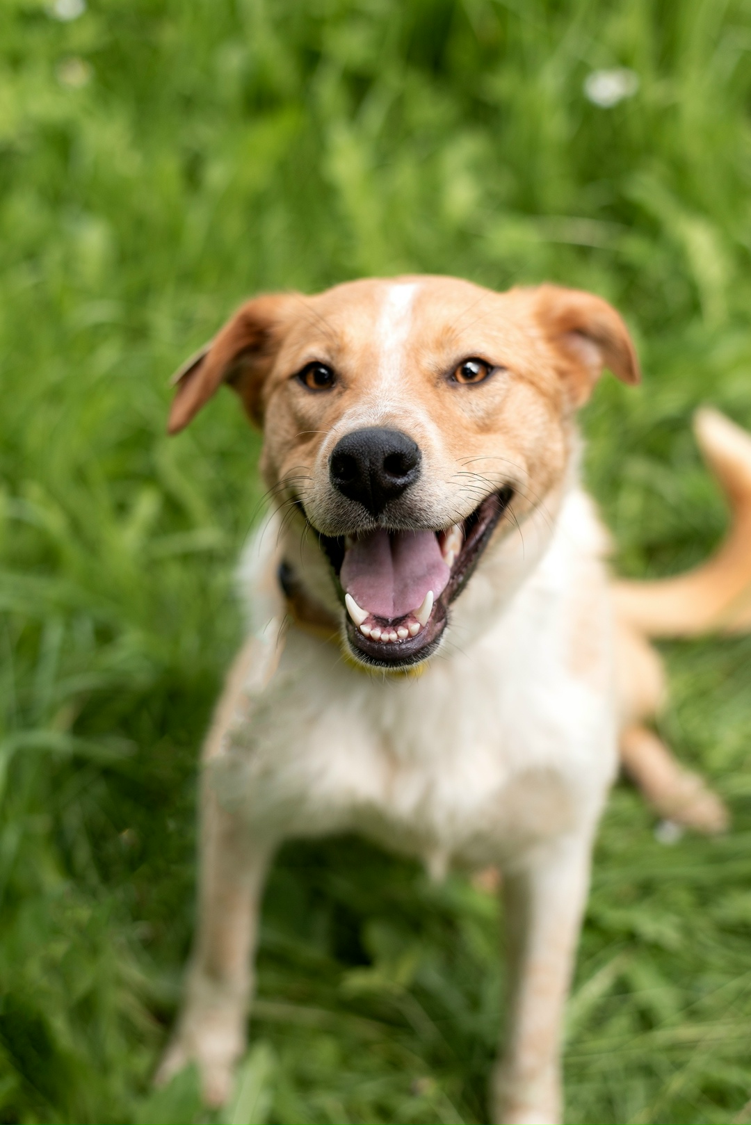 Найдена собака в Фрязине — фото объявления