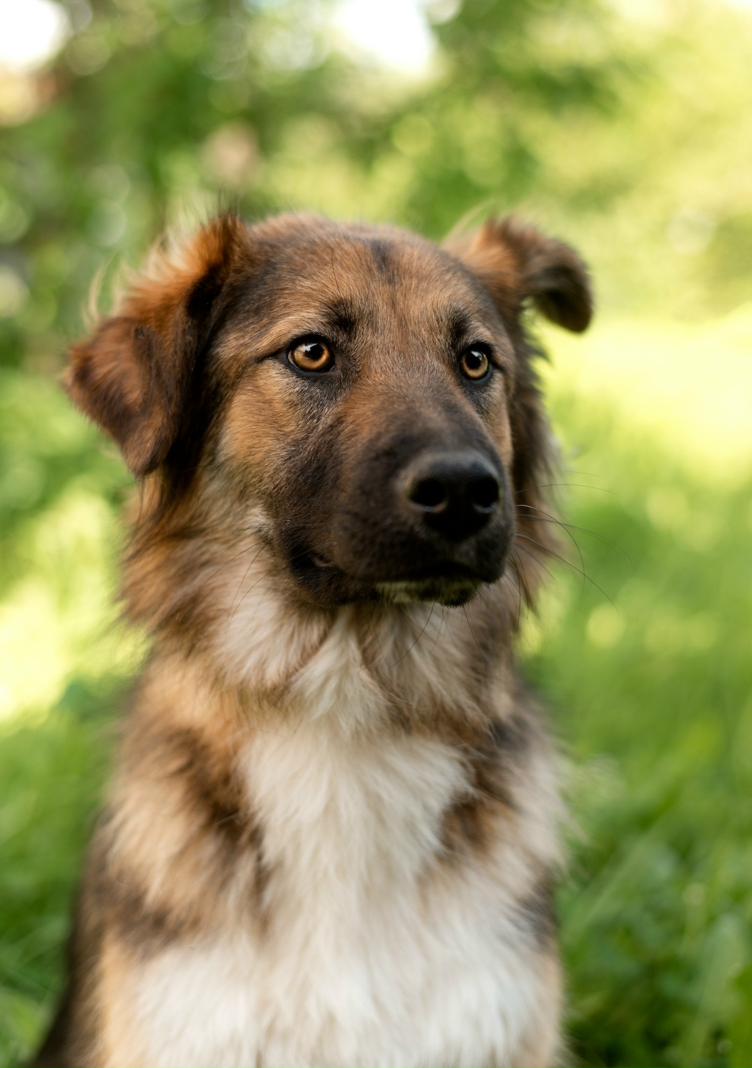 Найдена собака в Фрязине — фото объявления