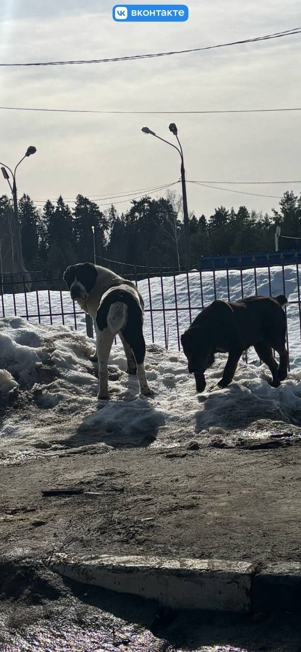 Пропала собака в Фрязине — фото объявления