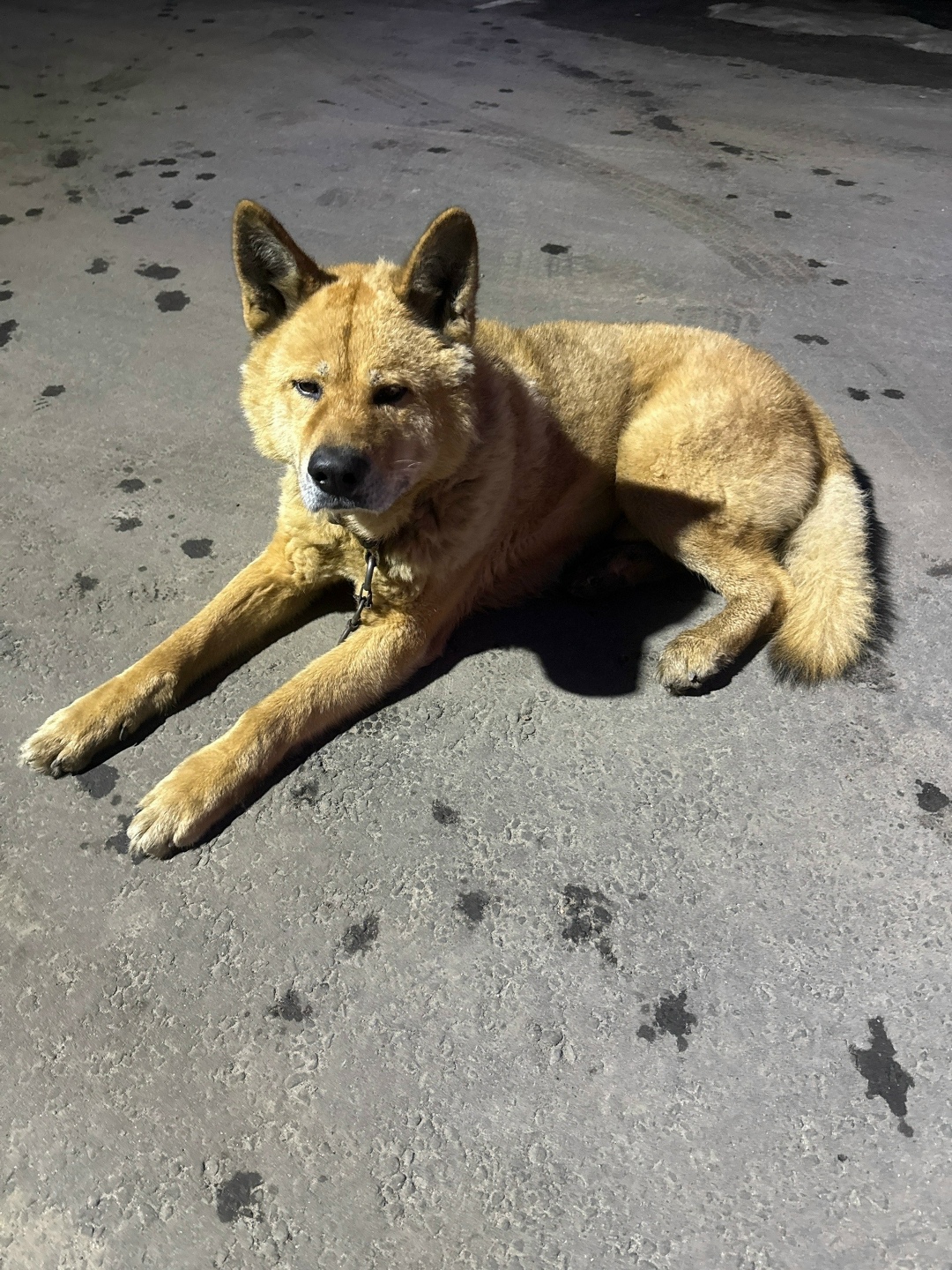 Пропала собака в Фрязине — фото объявления