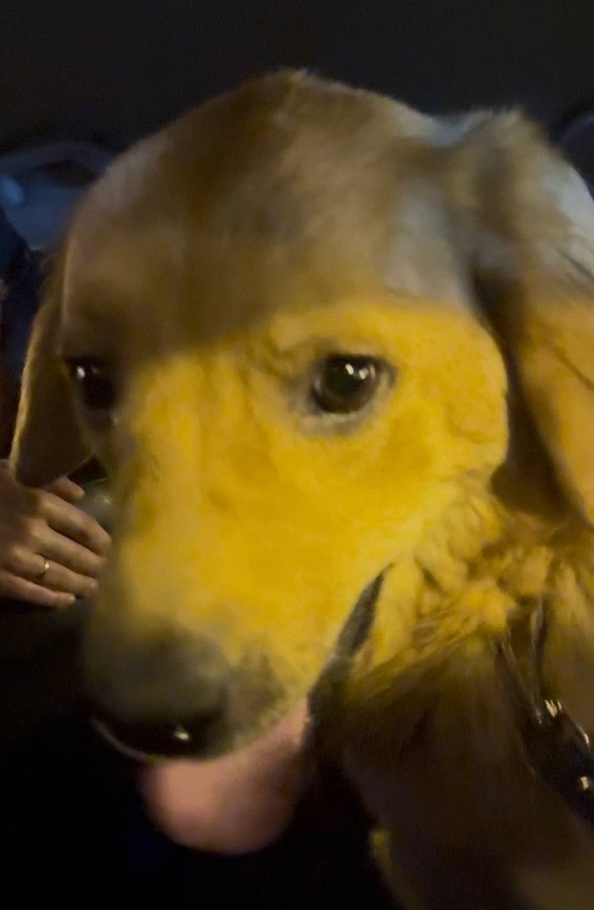 Найдена собака в Фрязине — фото объявления