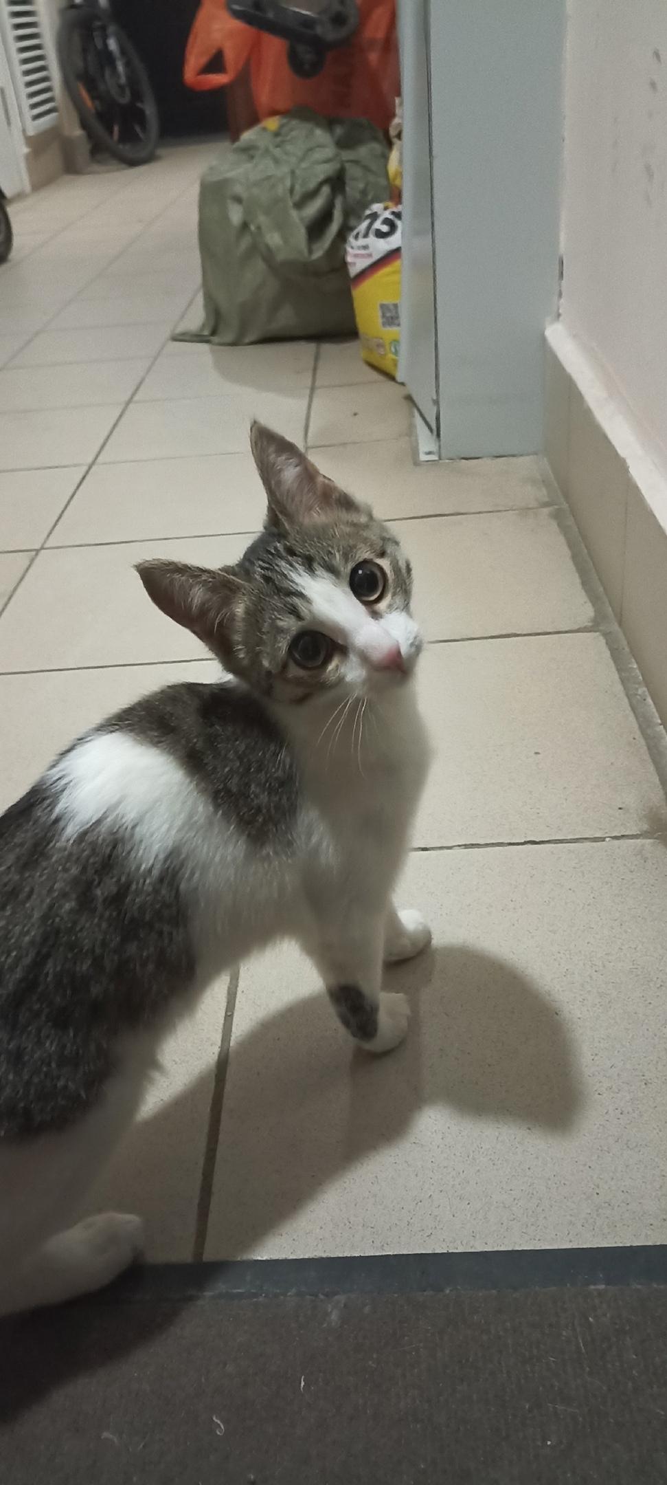 Найдена собака в Фрязине — фото объявления