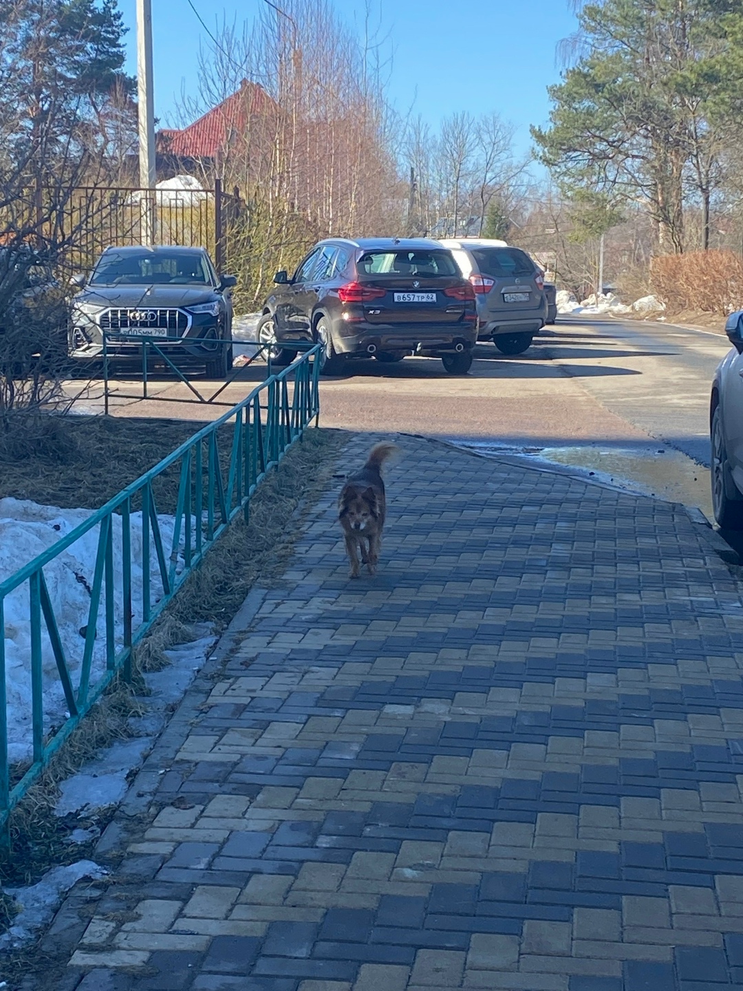 Пропала собака в Фрязине — фото объявления