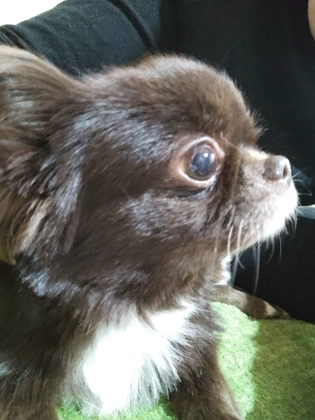 Пропала собака в Фрязине — фото объявления