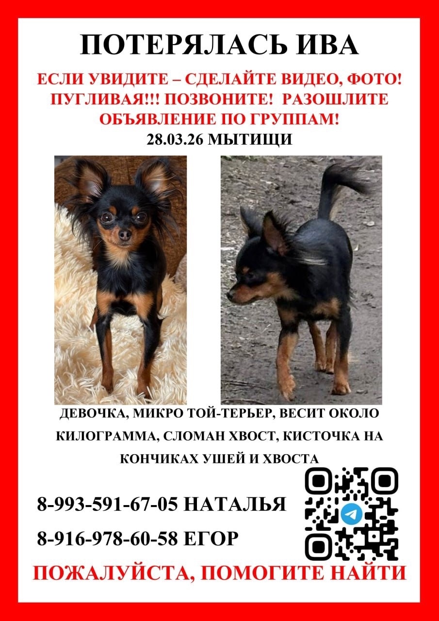 Пропала собака в Фрязине — фото объявления