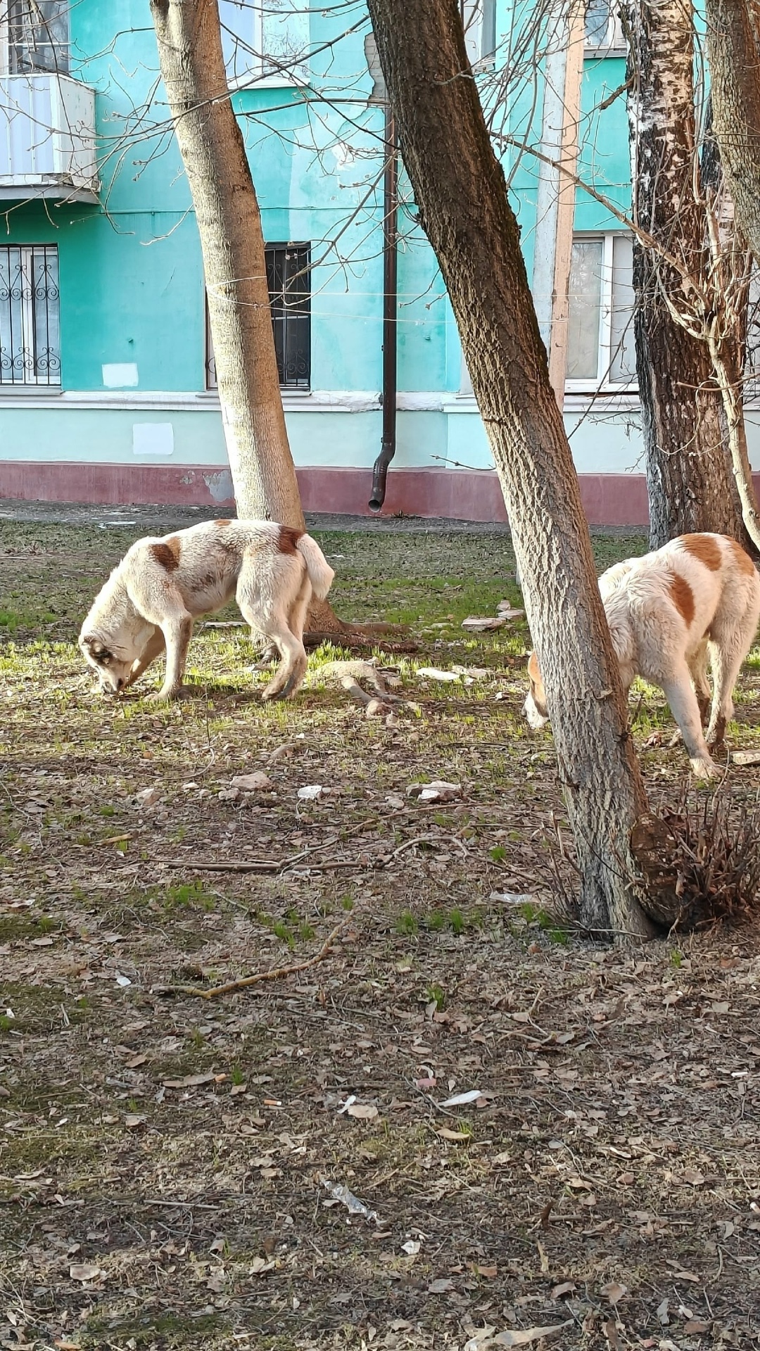Найдена собака в Фрязине — фото объявления