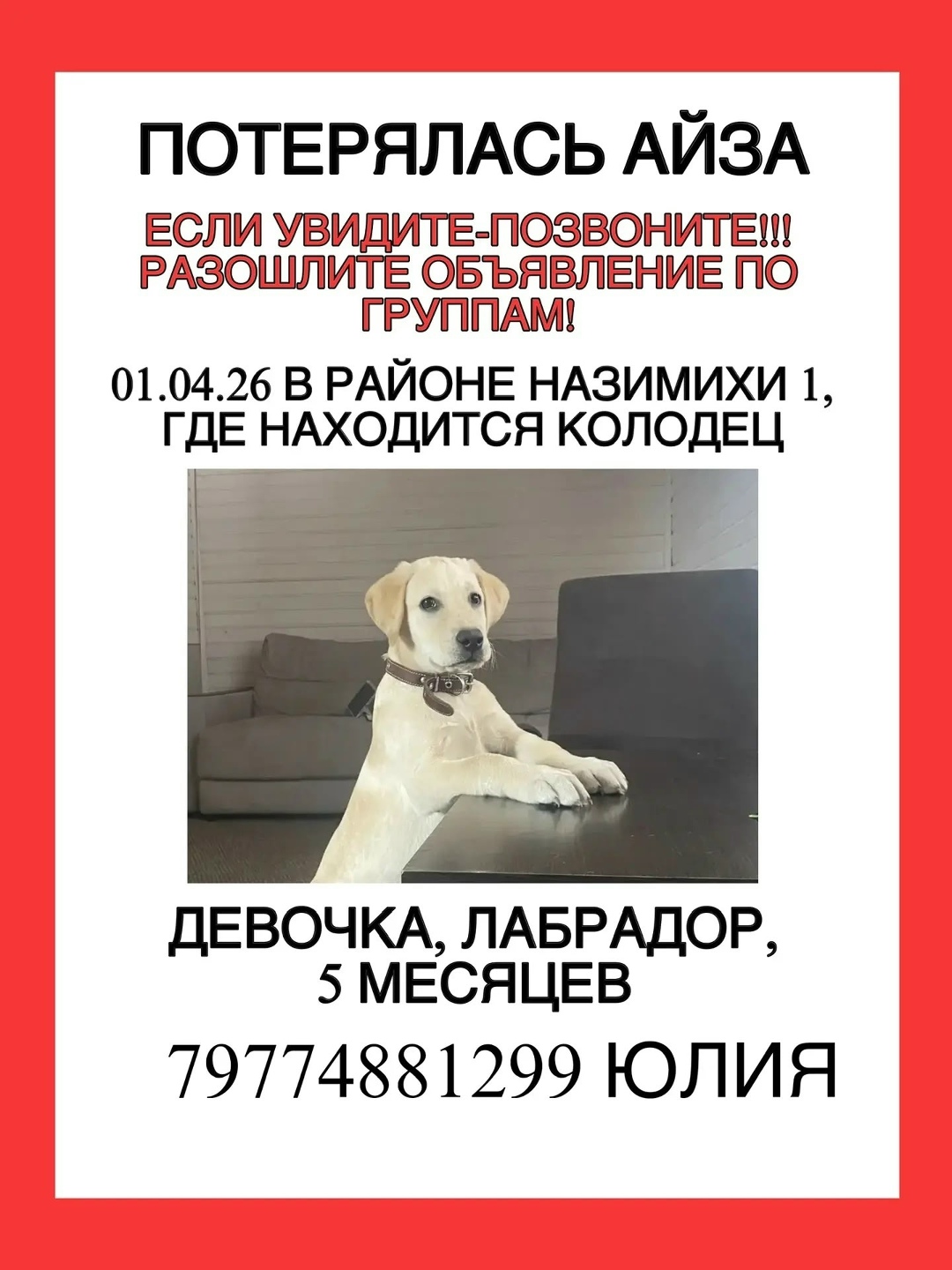 Пропала собака в Фрязине — фото объявления