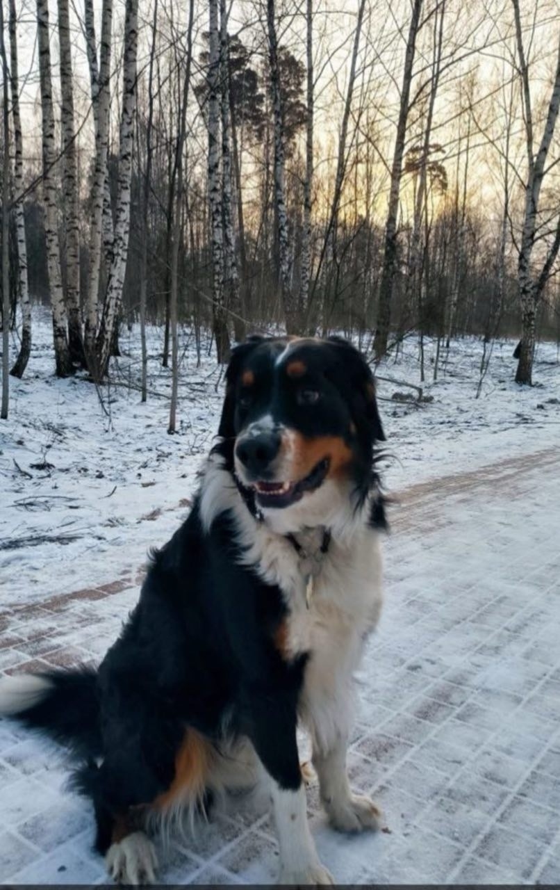 Пропала собака в Фрязине — фото объявления