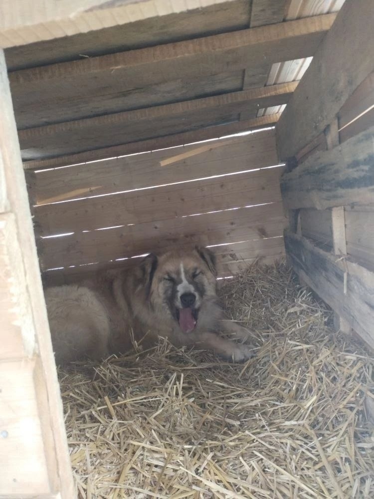 Пропала собака в Фрязине — фото объявления
