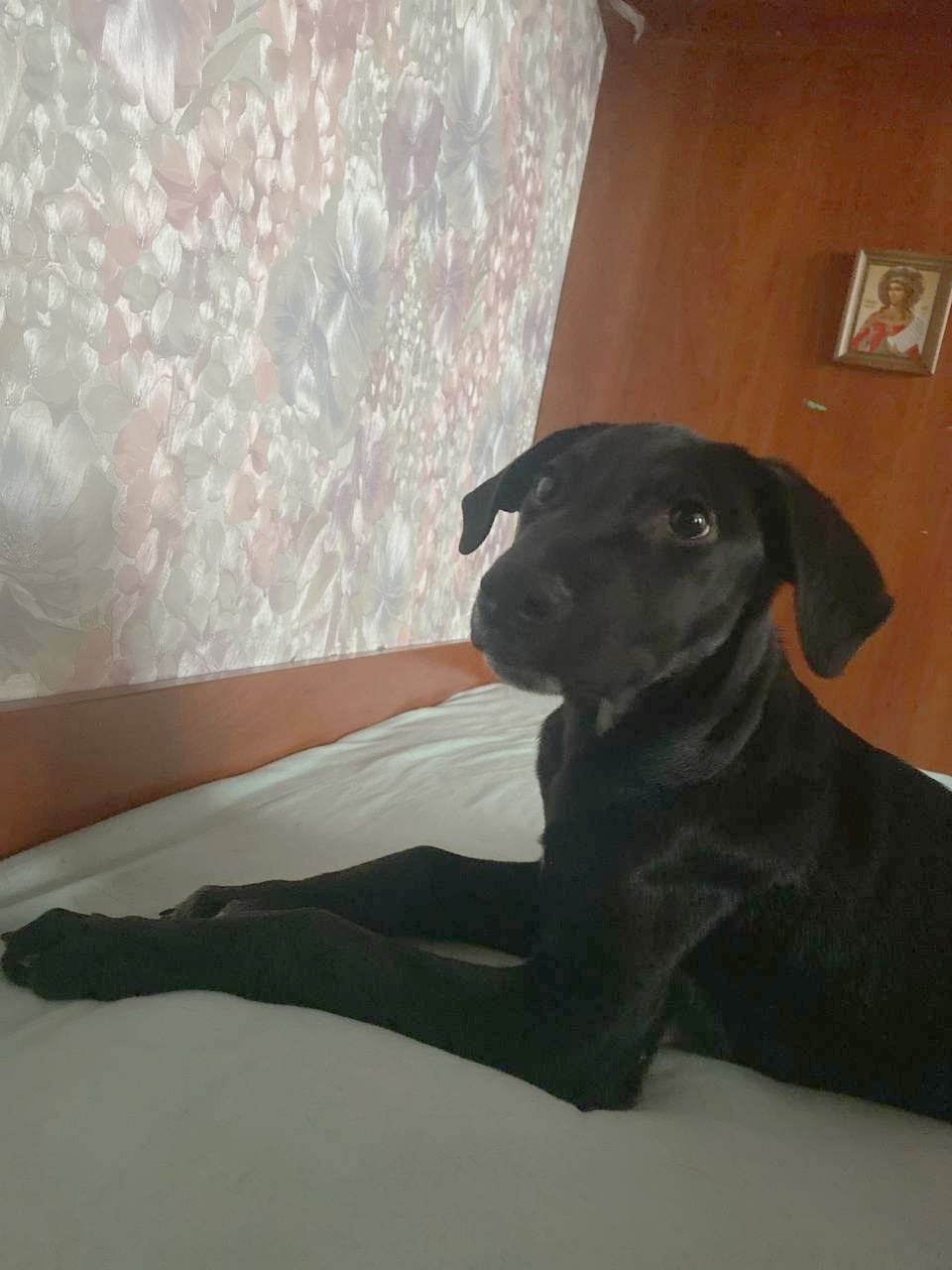 Пропала собака в Фрязине — фото объявления