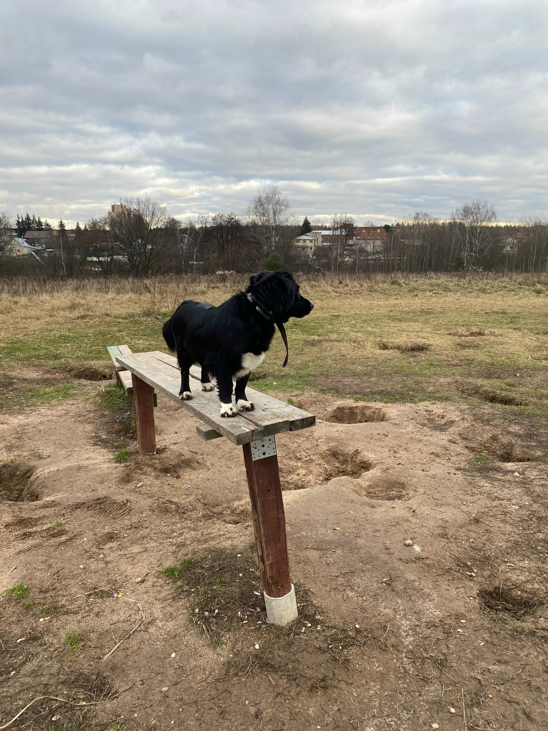 Пропала собака в Фрязине — фото объявления