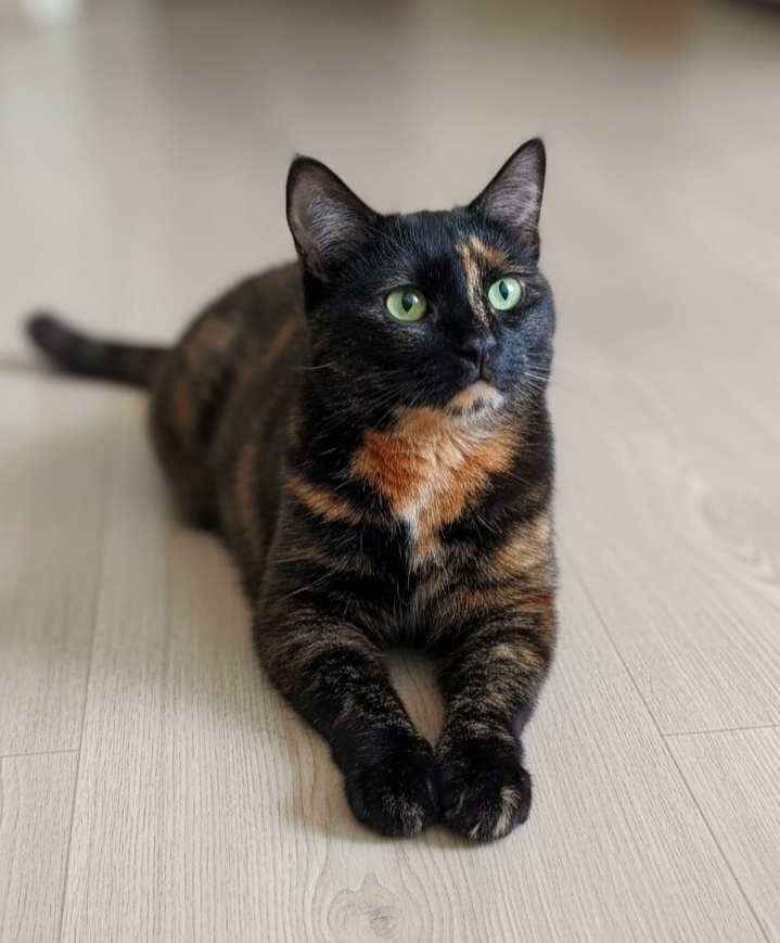 Пропала кошка в Фрязине — фото объявления