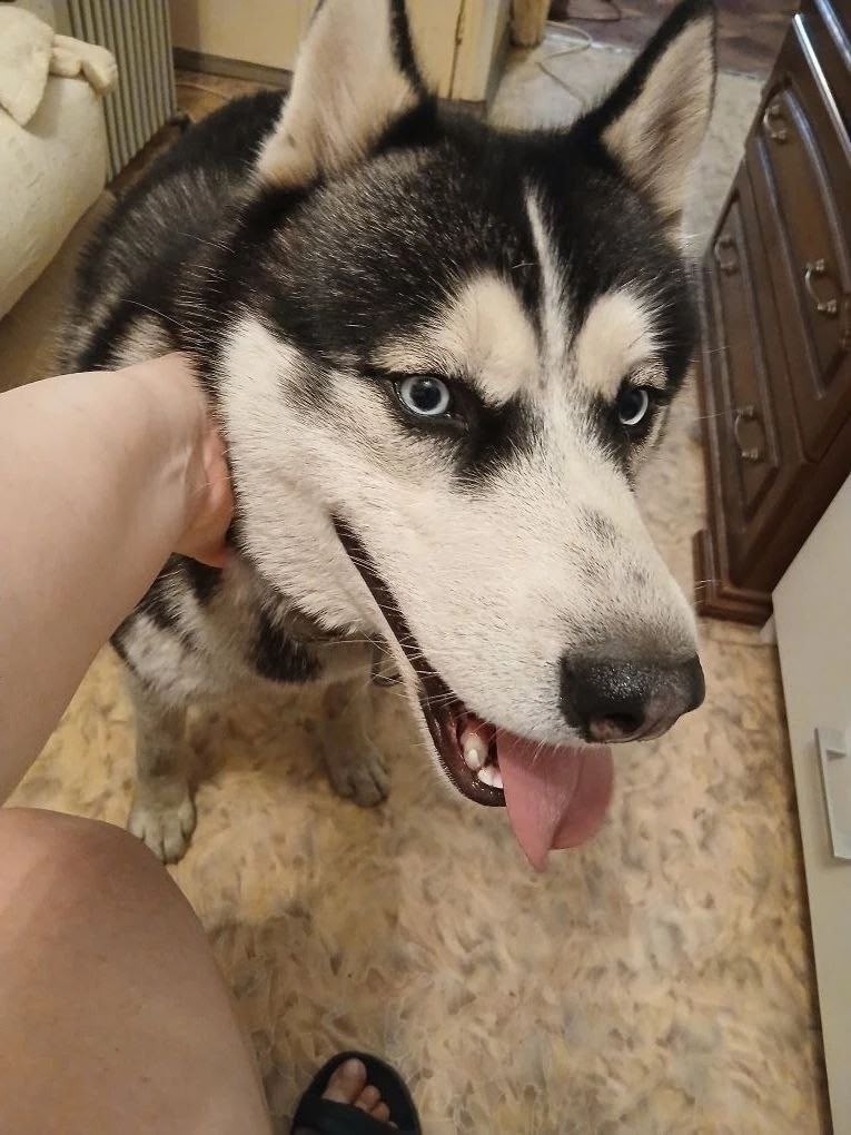 Найдена собака в Фрязине — фото объявления