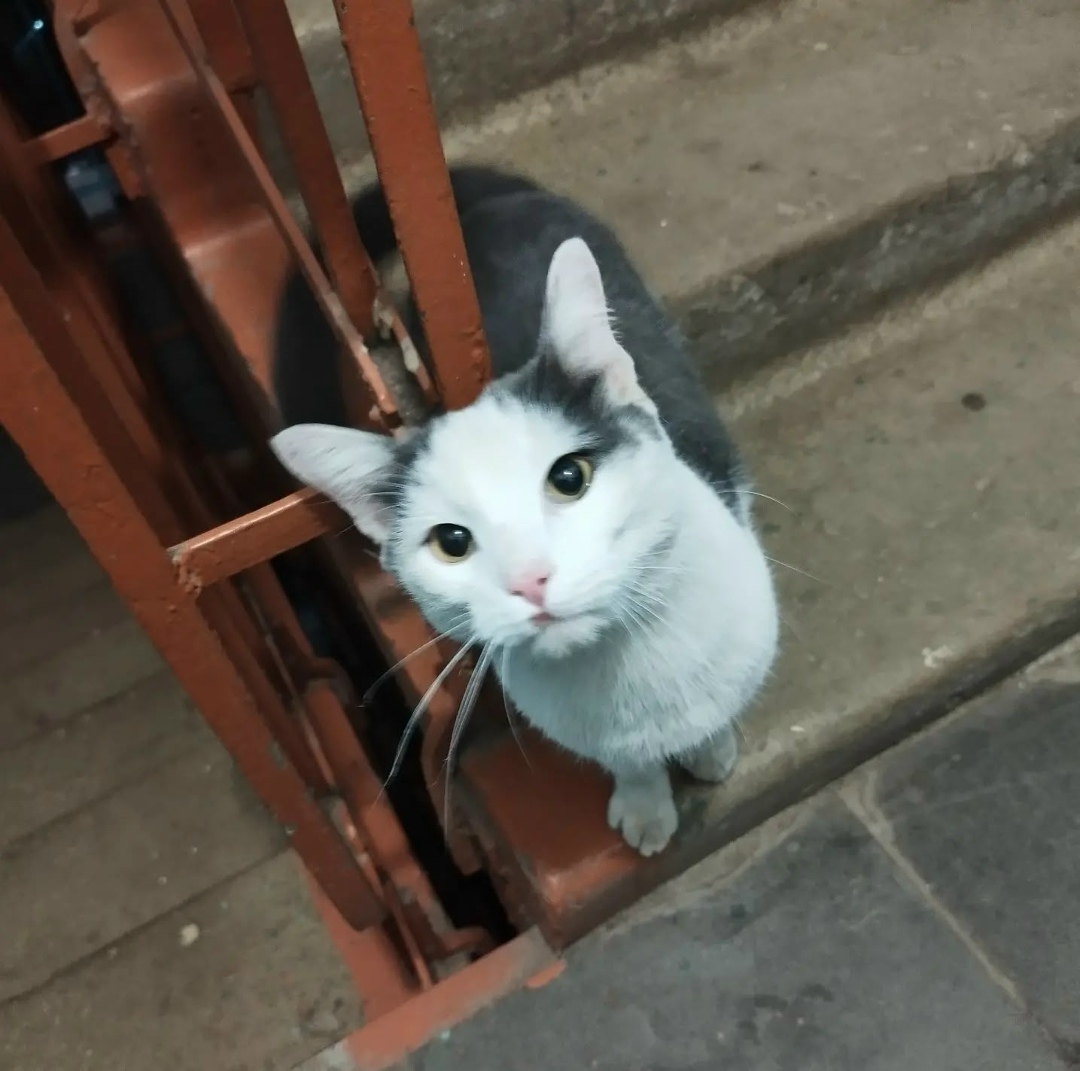 Найдена кошка в Фрязине — фото объявления