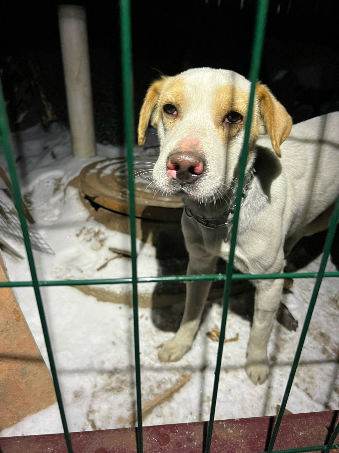 Найдена собака в Фрязине — фото объявления