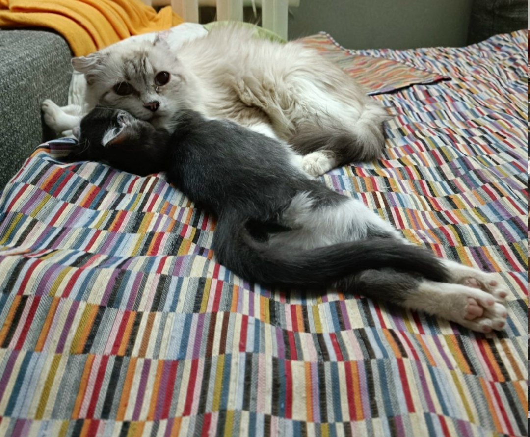 Пропала кошка в Фрязине — фото объявления