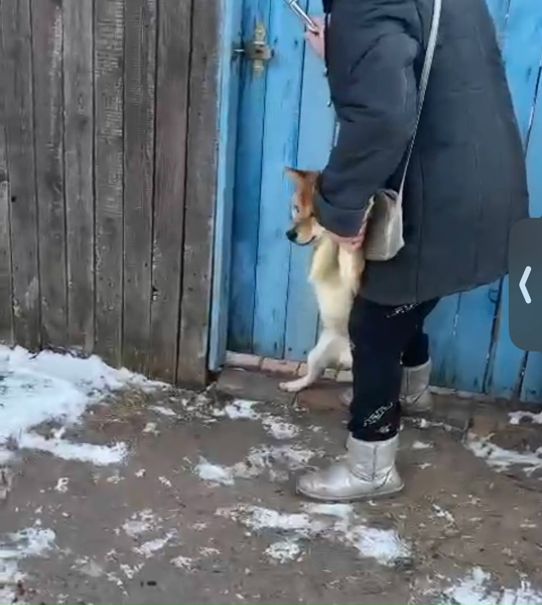 Пропала собака в Фрязине — фото объявления