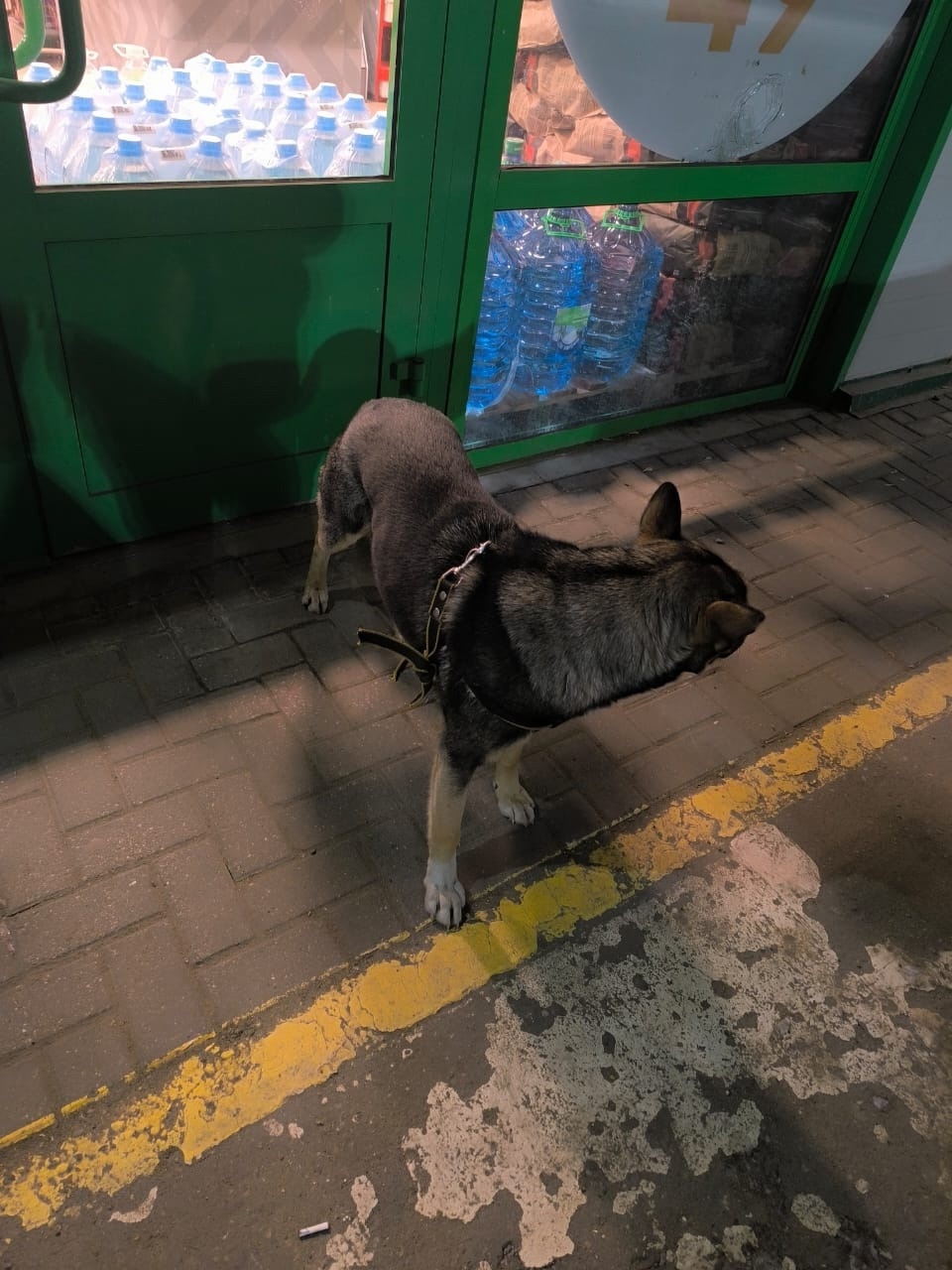 Найдена собака в Фрязине — фото объявления