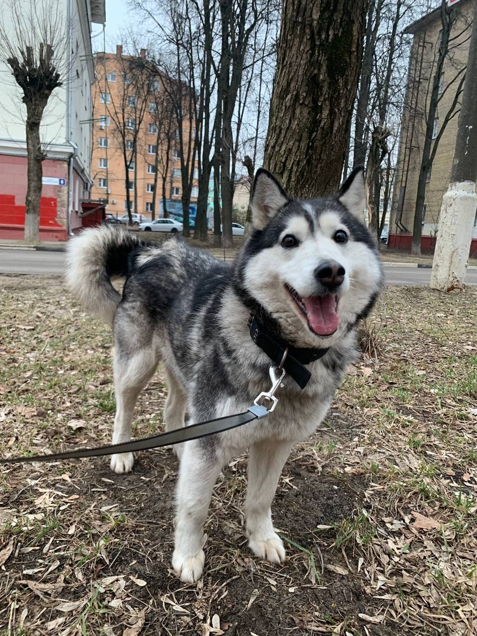 Найдена собака в Фрязине — фото объявления