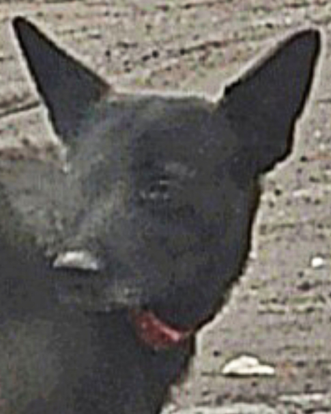 Пропала собака в Фрязине — фото объявления