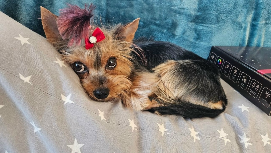 Пропала собака в Фрязине — фото объявления